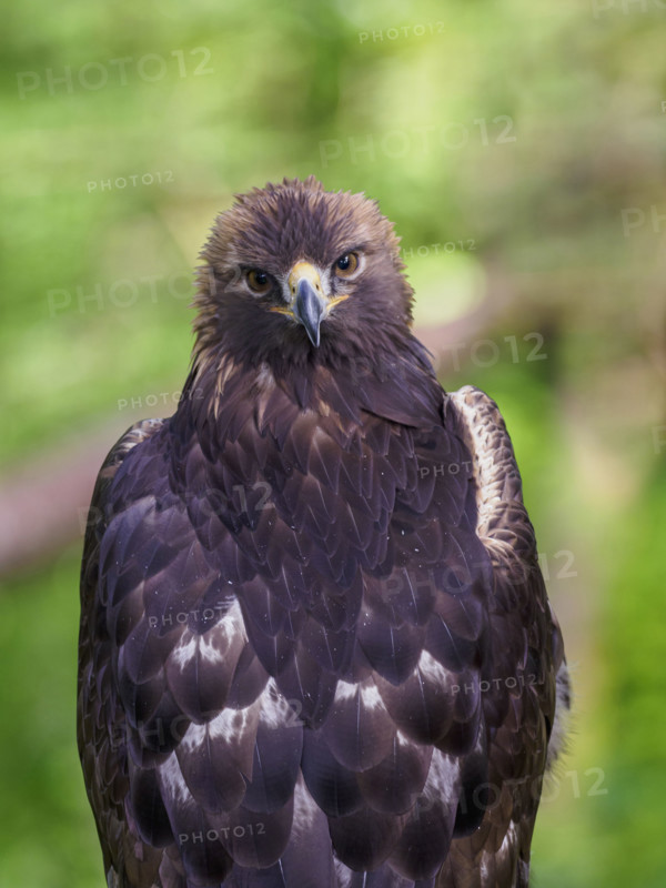 Golden Eagle looking at camera
Sitka, Alaska, USA