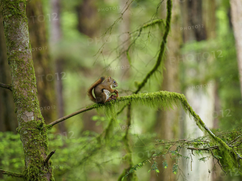 Squirrel sitting on moss covered branch, holding pine cone
Sitka, Alaska, USA