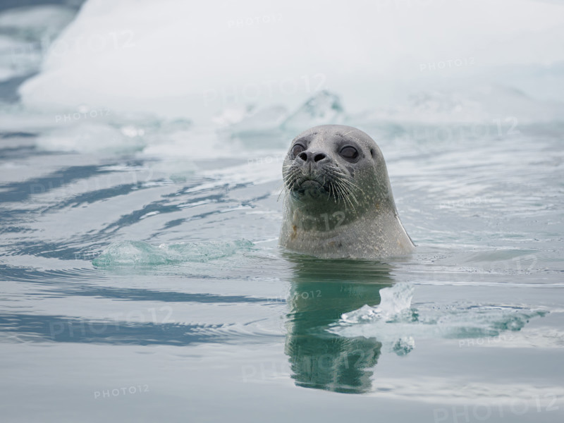 Seal in water near ice floe
Icy Bay, Alaska, USA