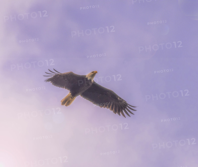 Bald eagle flying against sky
Kodiak Island, Alaska, USA