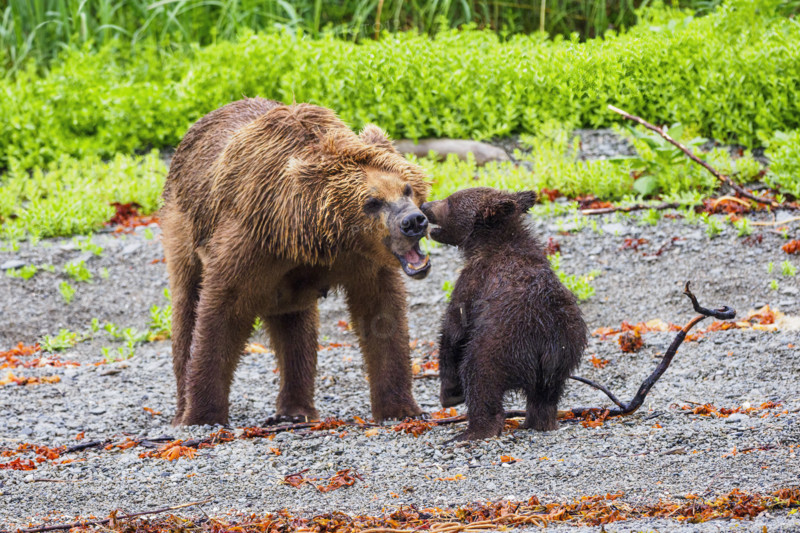 Brown bear adult with cub in meadow
Katmai National Park, Alaska, USA