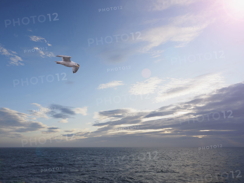 Seagull flying above sea against sky with clouds
Unga Village, Alaska, USA