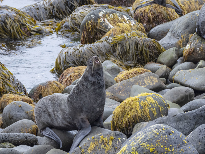 Seal on coastal rocks covered with lichen
St Paul, Alaska, USA