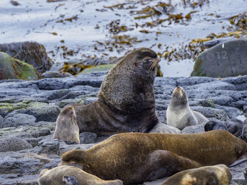 Fur seals on rocky coast
St Paul, Alaska, USA