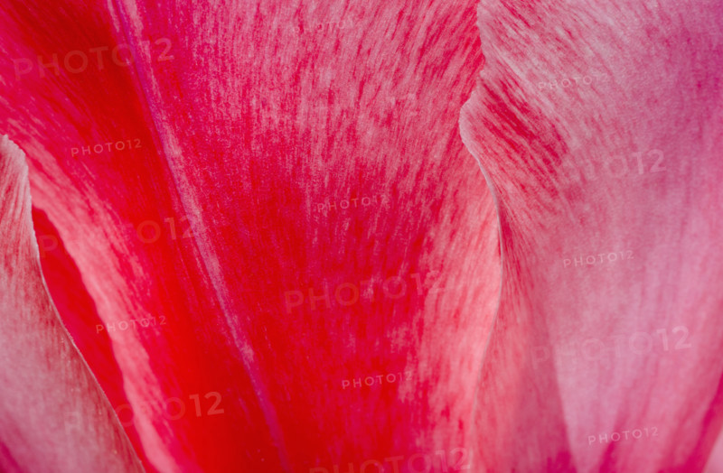 Close-up detail of red rose petals
Mendham, New Jersey, USA