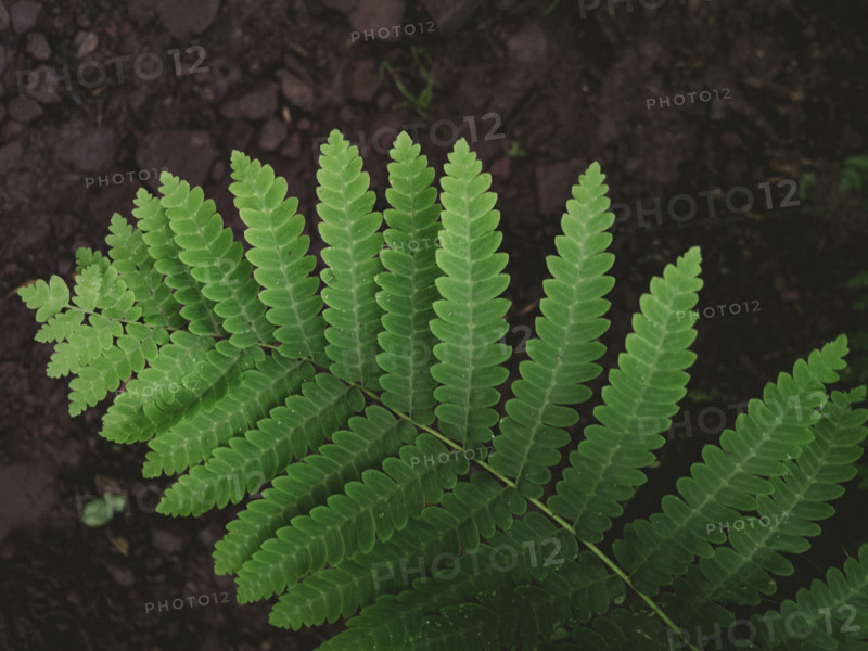 Close-up of green fern leaf
Blacksburg, Virginia, USA