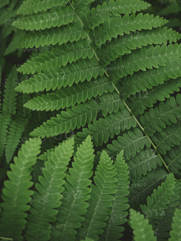 Close-up of green fern leaves
Blacksburg, Virginia, USA