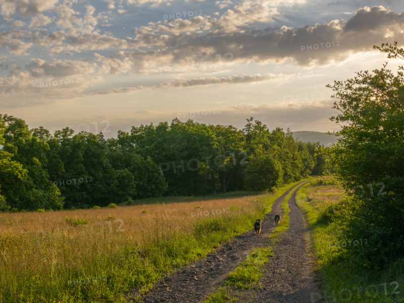 Two dogs on dirt road through meadow
Blacksburg, Virginia, USA