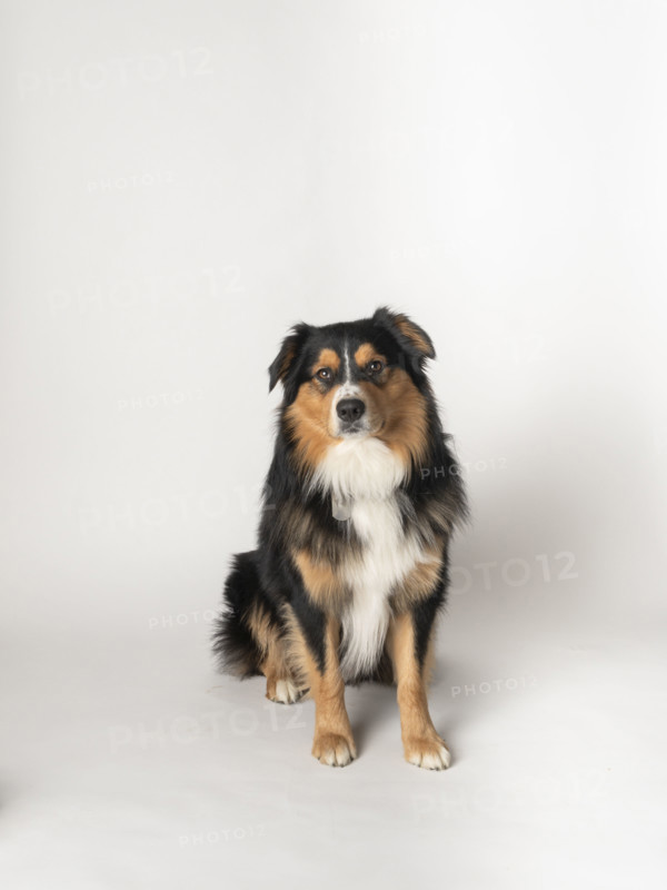 Studio shot of Black Tri Australian Shepard sitting on white background
Blacksburg, Virginia, USA