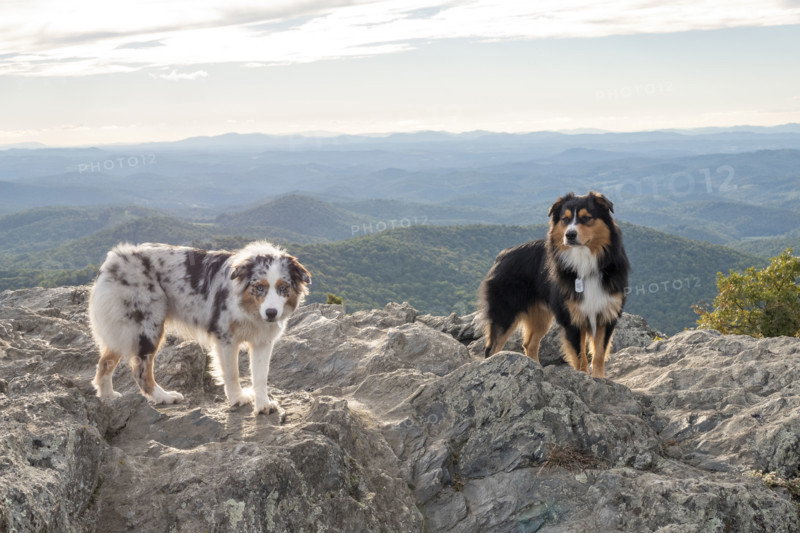 Two Australian Shepards on rocky mountain peak
Floyd, Virginia, USA