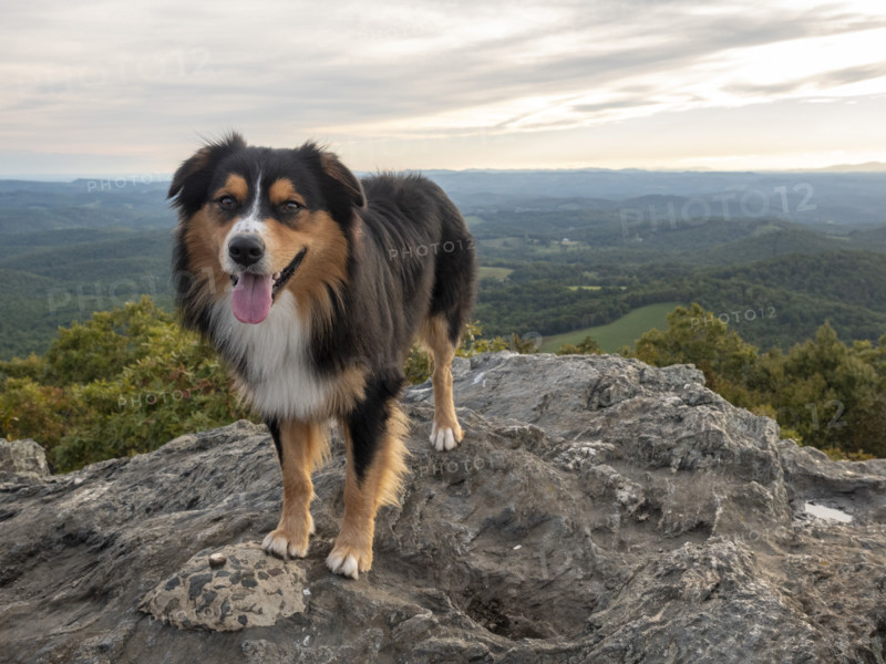 Australian Shepard on rocky mountain peak
Floyd, Virginia, USA