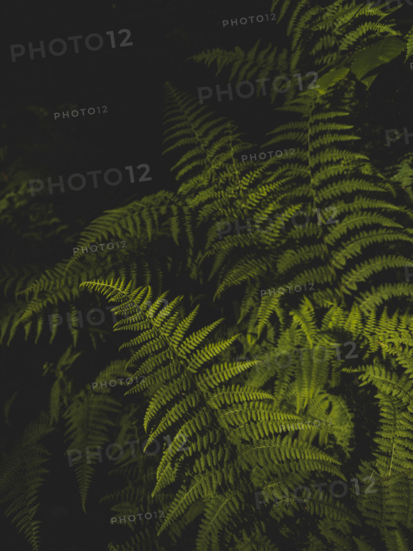 Close-up of green fern leaves
Pembroke, Virginia, USA