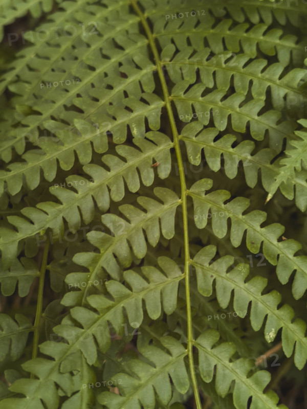 Close-up of green fern leaf
Pembroke, Virginia, USA