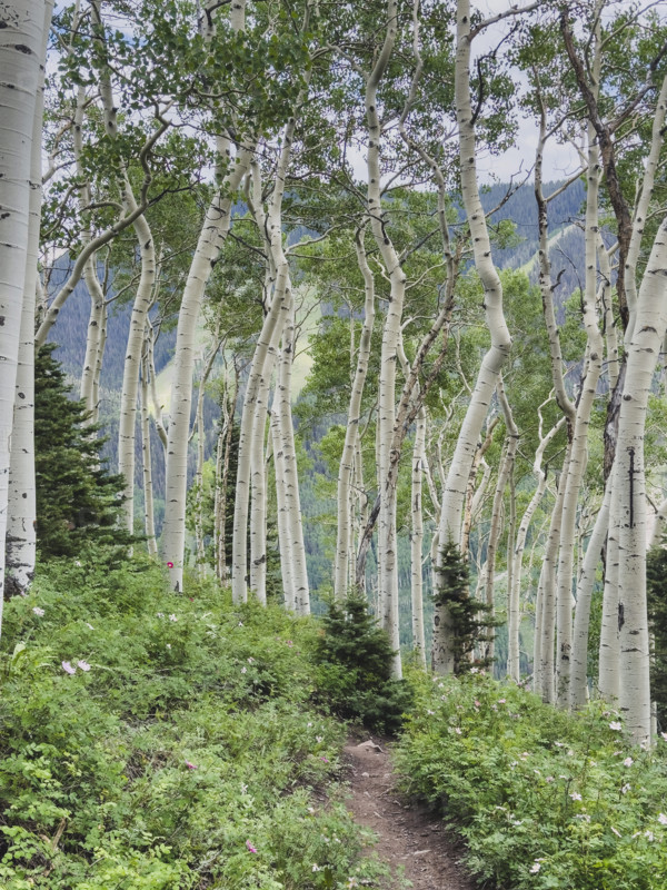 Footpath and Aspen trees with fresh green leaves in forest
Telluride, Colorado, USA