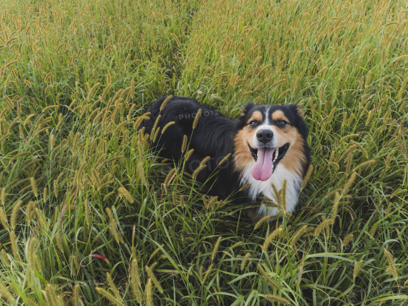 Australian Shepard standing in tall grass
Blacksburg, Virginia, USA