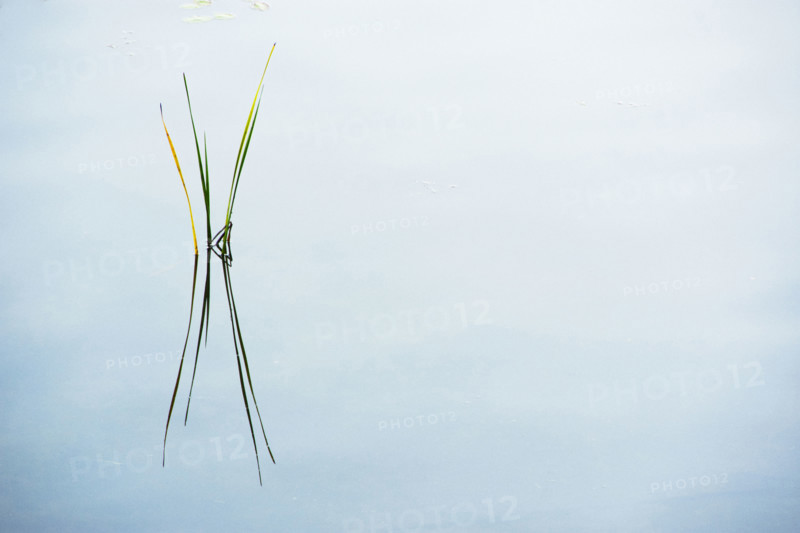 Cattail reeds reflected in still lake surface
Stillwater, New Jersey, USA