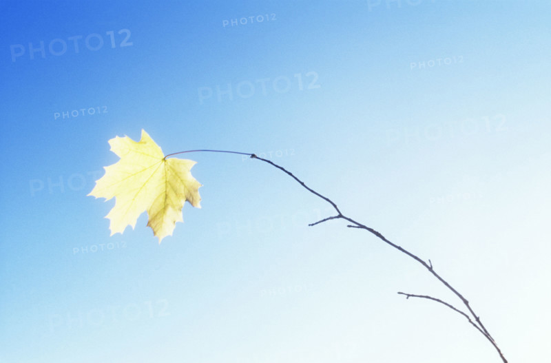 The last yellow Norway Maple leaf on branch against clear blue sky
Chatham, New Jersey, USA