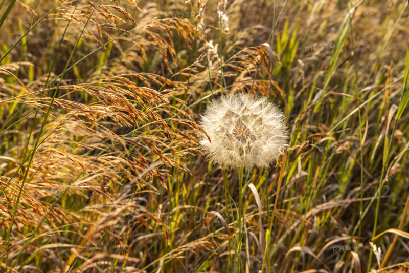 Close-up of single dandelion growing in grassy field