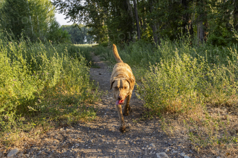 USA, Idaho, Bellevue, Chesapeake Bay Retriever on footpath in landscape