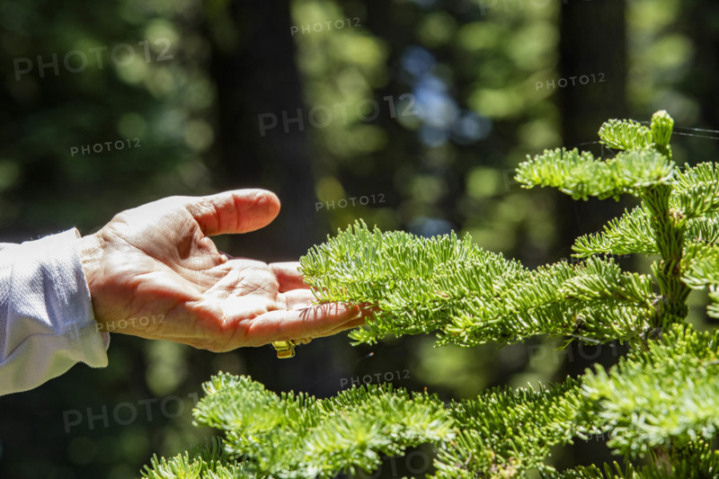 Close-up of woman's hand touching pine frond