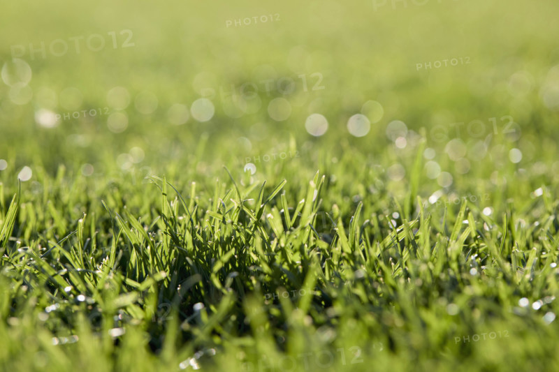 Close-up of fresh green grass
