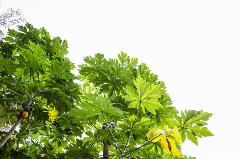 Low angle view of Papaya tree