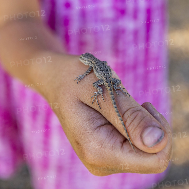 Close-up of small lizard on girls hand