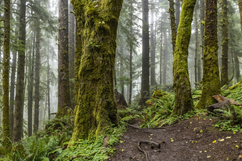 USA, Oregon, Cannon Beach, Dense coastal redwood forest