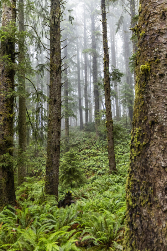 USA, Oregon, Cannon Beach, Dense coastal redwood forest