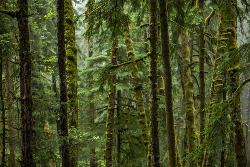 USA, Oregon, Cannon Beach, Dense coastal redwood forest