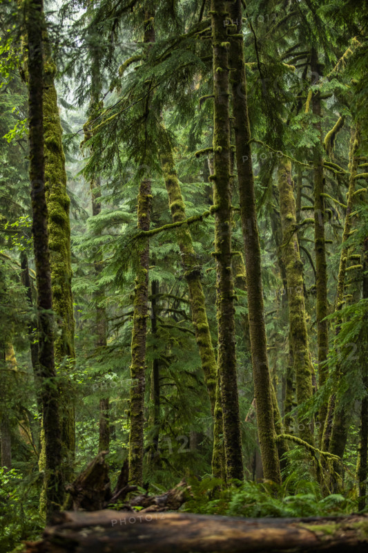 USA, Oregon, Cannon Beach, Dense coastal redwood forest
