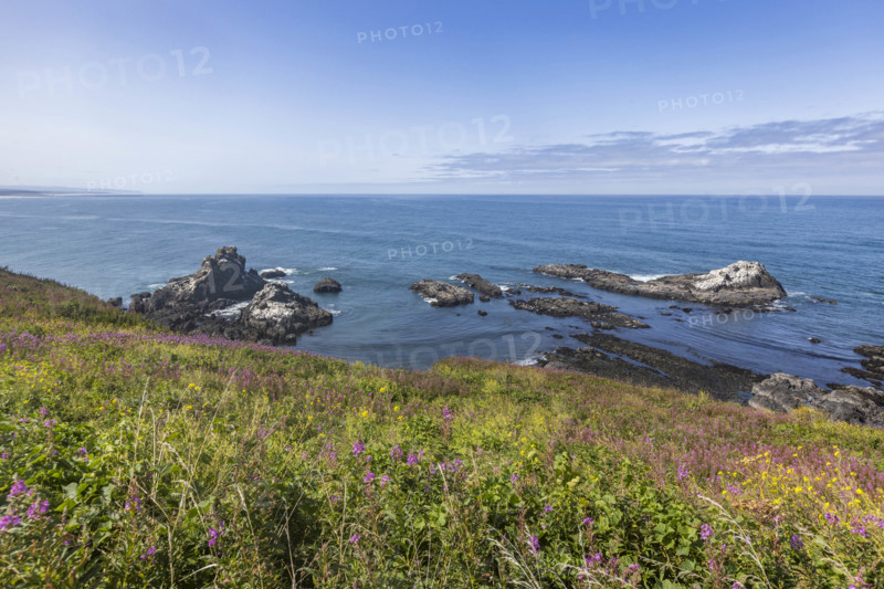 USA, Oregon, Newport, Rocks and wildflowers at Yaquina Head Outstanding Natural Area