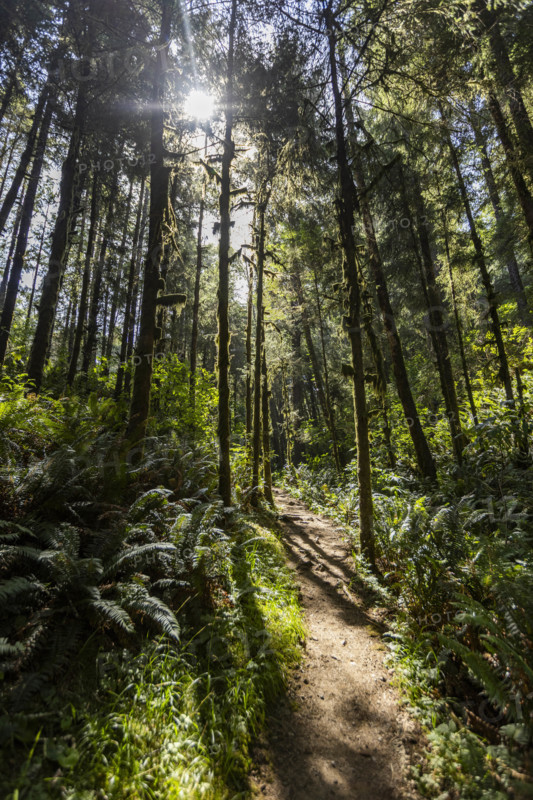 USA, Oregon, Brookings, Sun shining through trees on coastal hiking trail