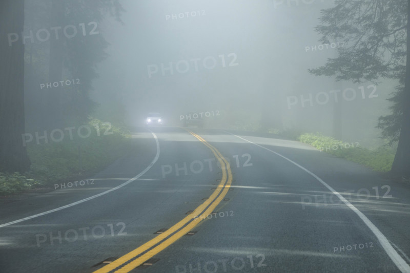 USA, Oregon, Brookings, Highway 1 leading through redwood forests on fog