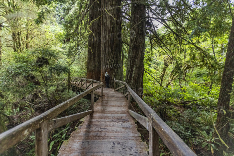 USA, California, Crescent City, Female hiker on footbridge in redwood forest