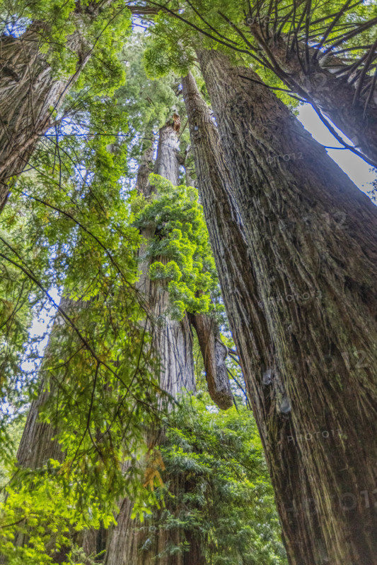 USA, California, Crescent City, Low angle view of tall redwood trees