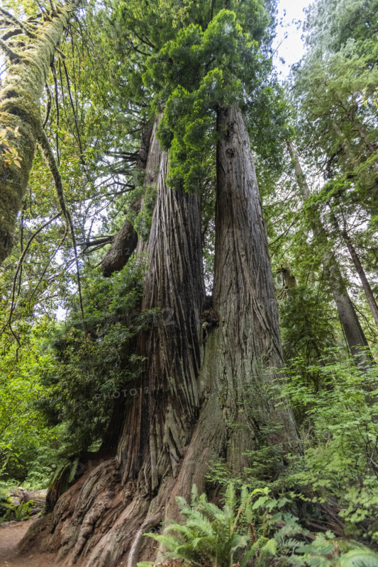 USA, California, Crescent City, Low angle view of tall redwood trees