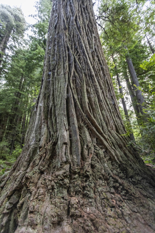 USA, California, Crescent City, Low angle view of tall redwood trees