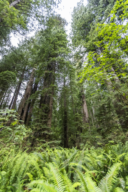 USA, California, Crescent City, Fern leaves and redwood trees