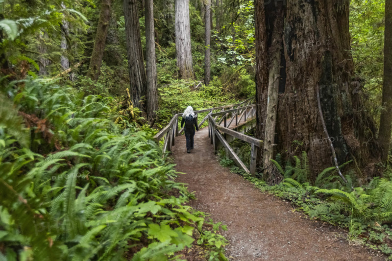 USA, California, Crescent City, Rear view of female hiker on footbridge in redwood forest