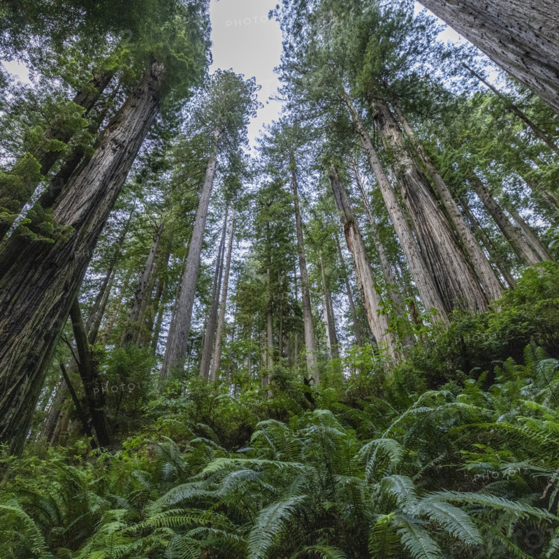 USA, California, Crescent City, Low angle view of tall redwood trees and fern leaves