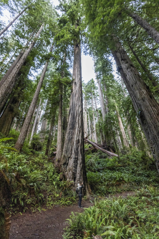 USA, California, Crescent City, Female hiker on footpath in redwood forest