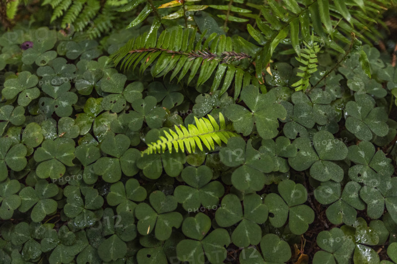 USA, California, Crescent City, Close-up of clover leaves and fern fronds in redwood forest