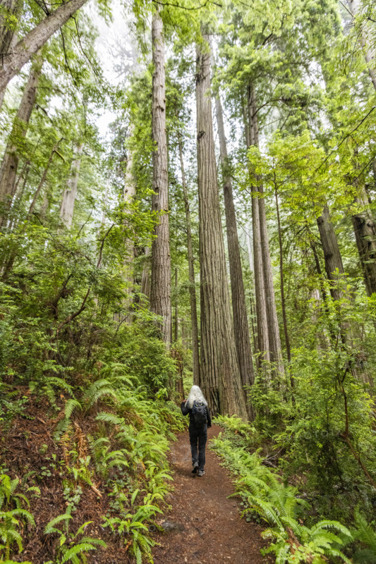 USA, California, Crescent City, Rear view of female hiker on footpath in redwood forest