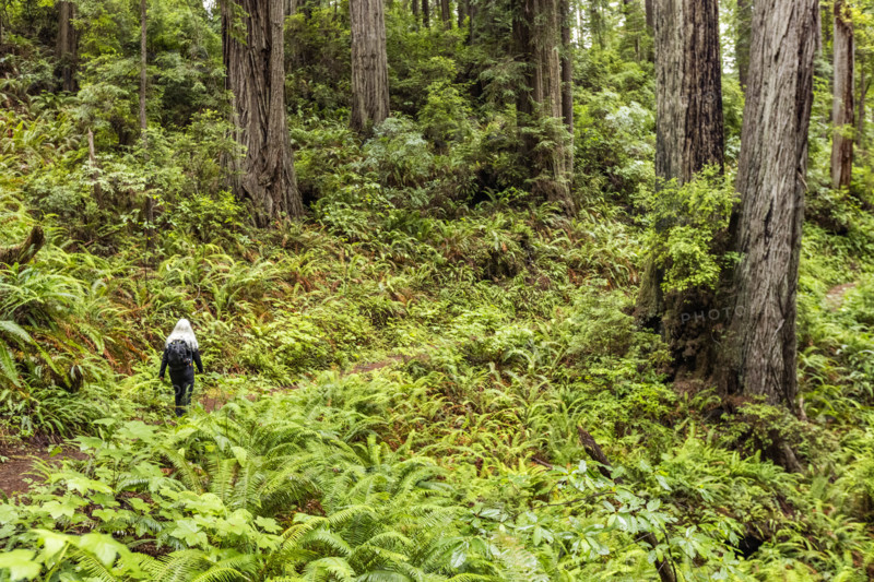 USA, California, Crescent City, Rear view of female hiker on footpath in redwood forest