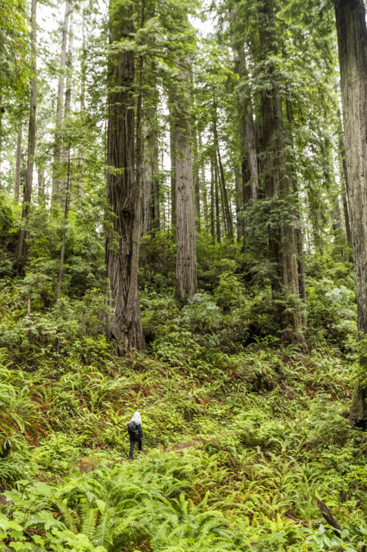 USA, California, Crescent City, Rear view of female hiker on footpath in redwood forest