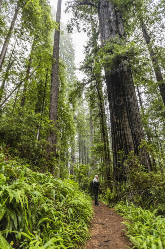 USA, California, Crescent City, Female hiker on footpath in redwood forest