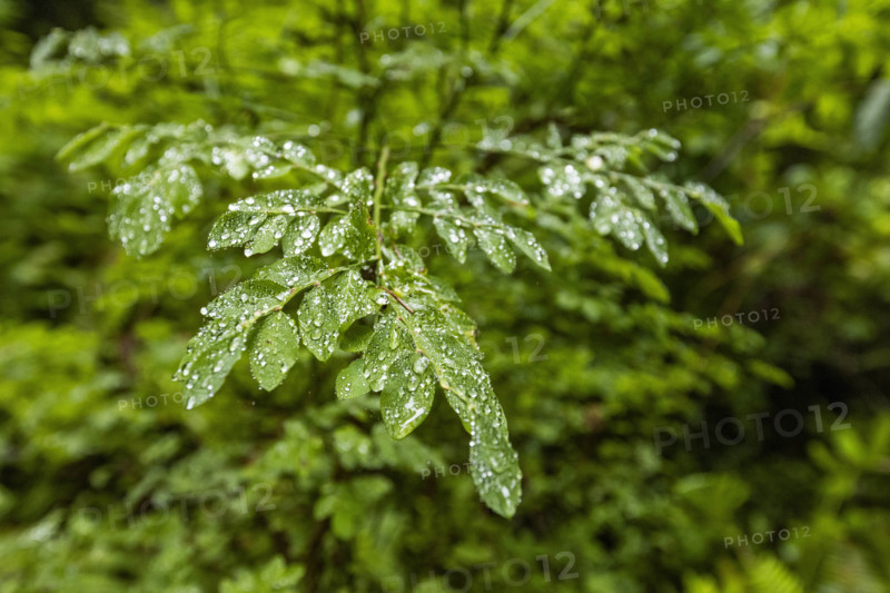USA, California, Crescent City, Close-up of wet leaves in redwood forest