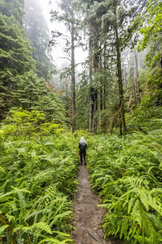 USA, California, Crescent City, Rear view of female hiker on footpath in redwood forest