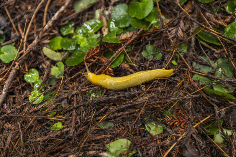 Yellow banana slug on redwood forest floor